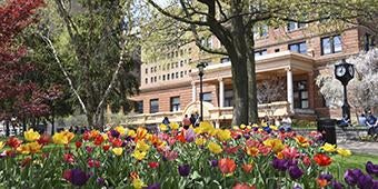 tulips blooming outside William Pitt Union
